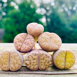 Live Limited Lithops Bromfieldi Mix / Lithops Bromfieldi / Exotic Living Stone Plant / Yellowish Brown Lithops /  Sold Individually