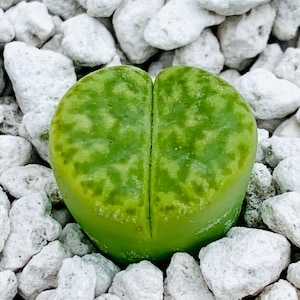 10 Seeds Lithops Bromfieldii var. Sulphurea C362 / Exotic Lithops Plant Seeds / Green Color Lithops Plant / High Germination