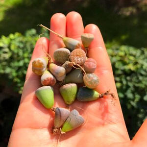 Live Lithops Plant / 2.5 Years Old Seedling Lithops Succulent /Living Stone Plant / Lithops Rock Succulent Plants / Sold Individually image 6