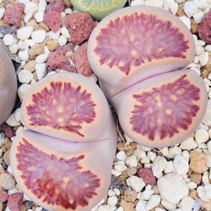 15 Seeds Exotic Lithops Julii Kikushogiyoku / Freshly Harvest 15 Premium Quality Authentic Lithops Julii Kikushogiyoku Seeds