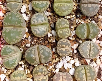 Live Exotic Lithops Otzeniana Mix / 1-2 Years Old Living Stone Seedling / Rare Succulent Lithops Collector Item / Sold Individually