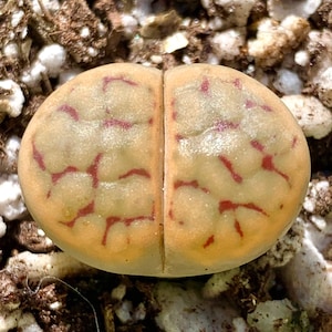 15 Seeds Exotic Lithops Schwantesii Mix  / Living Stone Seeds / Split Rock Succulent Seeds