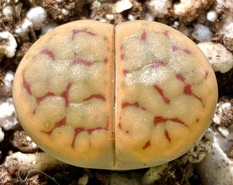 15 Graines Exotiques Lithops Schwantesii Mix / Living Stone Seeds / Split Rock Succulent Seeds