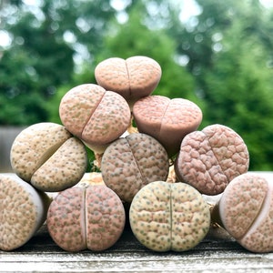 Limited Rare Lithops Fulviceps Mix / Lithops Living Stone Plant  / Split Rock Succulent Plants / Flowering Stone / Sold Individually