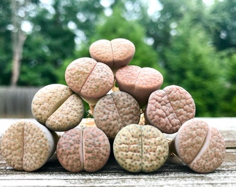 Limited Rare Lithops Fulviceps Mix / Lithops Living Stone Plant  / Split Rock Succulent Plants / Flowering Stone / Sold Individually