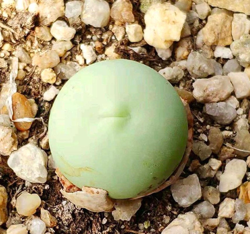 10 seeds RARE Conophytum hermarium