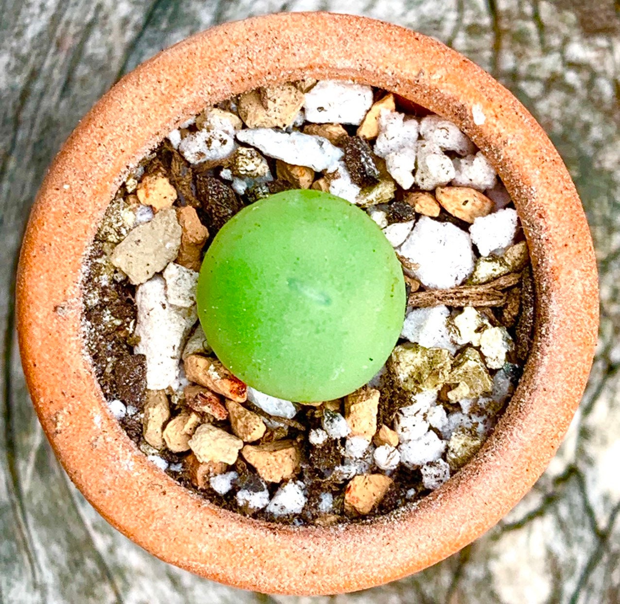 Live Limited Rare Conophytum Calculus 3-4 Year Old / Lithops Conophyt…
