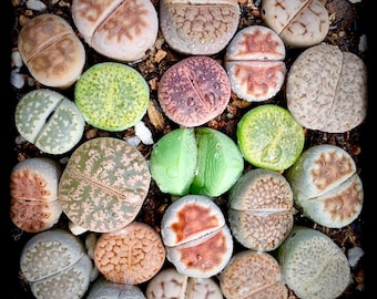 Pack of 20 Live Exotic Lithops / 2 Years Seedlings Perfect for Lithops Starter Great Terrarium Addition / Flowering Stone