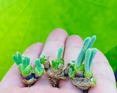Limited Live Rare Monilaria Moniliforme Plant Pick Your Own Bunny Succulent Rare Succulent Plant Cute Bunny Ears Plant Check Size
