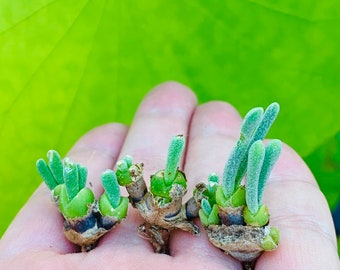 Limited Live Rare Monilaria Moniliforme Plant / Pick Your Own Bunny Succulent / Rare Succulent Plant / Cute Bunny Ears Plant / Check Size