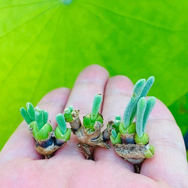 Limited Live Rare Monilaria Moniliforme Plant / Pick Your Own Bunny Succulent / Rare Succulent Plant / Cute Bunny Ears Plant / Check Size