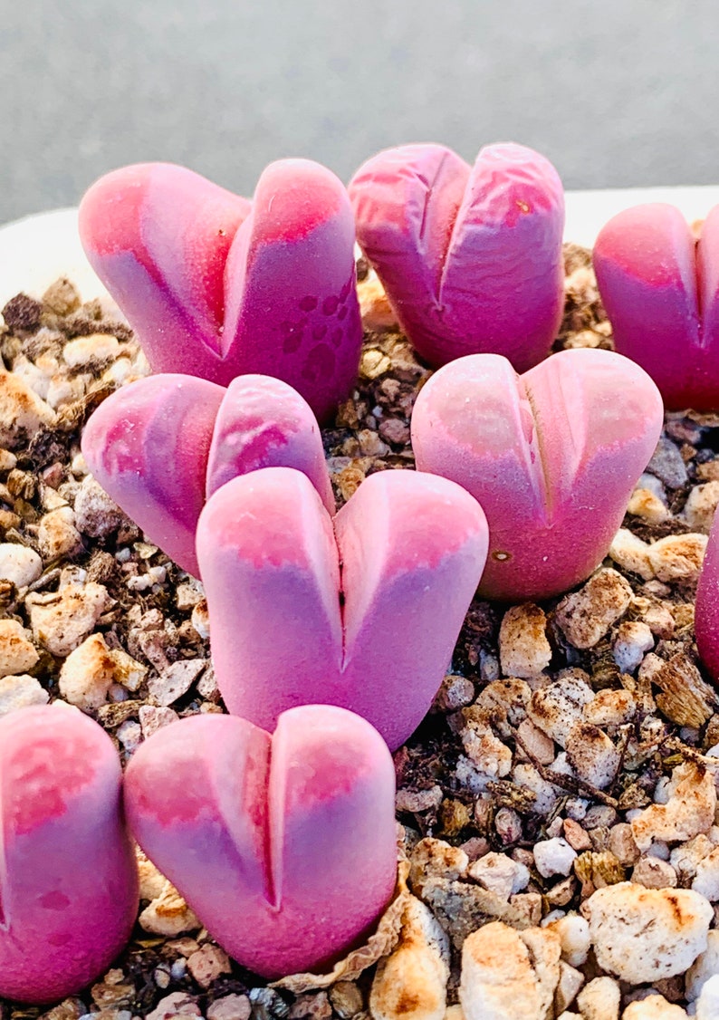 10 Seeds Rare Lithops Optica cv. Rubra / Lithops Living Stone Plant Seeds / Purple Stone Flower Seeds / Split Rock Succulent Seeds image 1