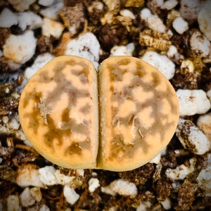 15 Seeds Lithops Karasmontana Bella C143A  / Freshly Harvest Premium Quality Authentic Lithops Seeds / Rare Succulent Plant Seeds
