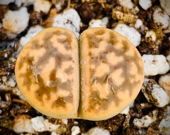 15 Seeds Lithops Karasmontana Bella C143A  / Freshly Harvest Premium Quality Authentic Lithops Seeds / Rare Succulent Plant Seeds