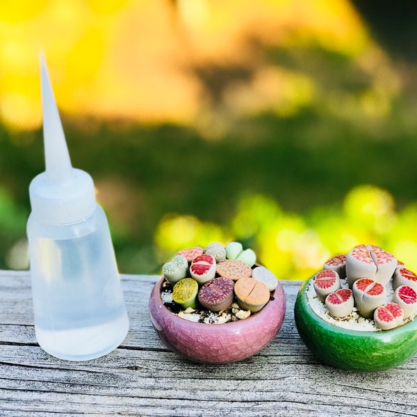 Succulent Container Etsy