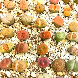 25 Lithops Seeds 1 Live Lithops Plant Mini Germination Kit / OR Lithops Seeds Kit / OR Seeds Only / Premium Authentic Lithops Seeds image 7