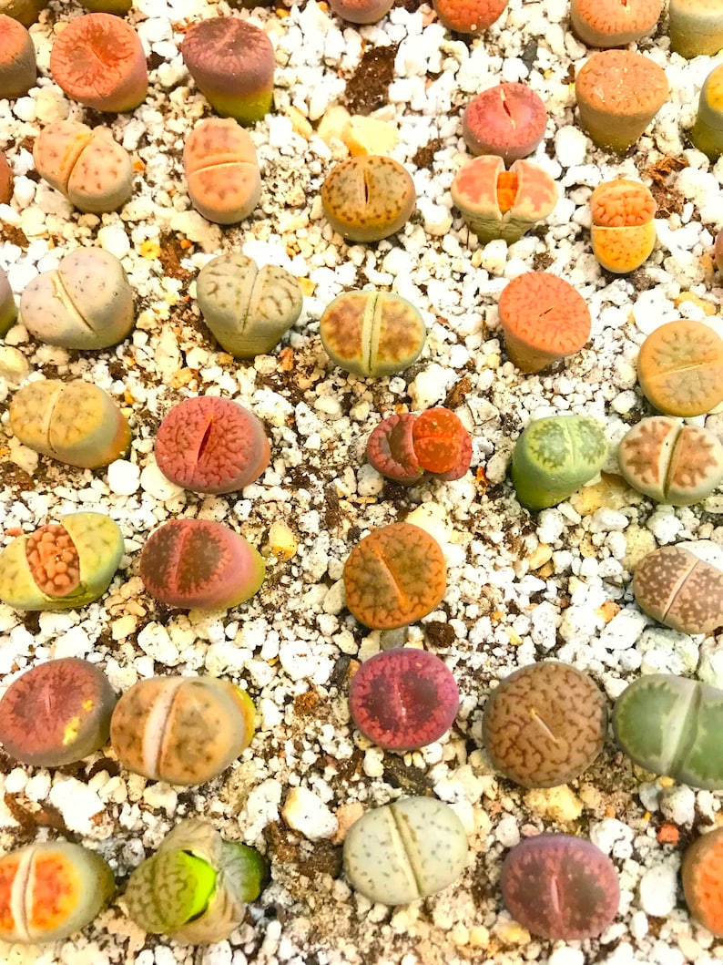 25 Lithops Seeds 1 Live Lithops Plant Mini Germination Kit / OR Lithops Seeds Kit / OR Seeds Only / Premium Authentic Lithops Seeds image 7