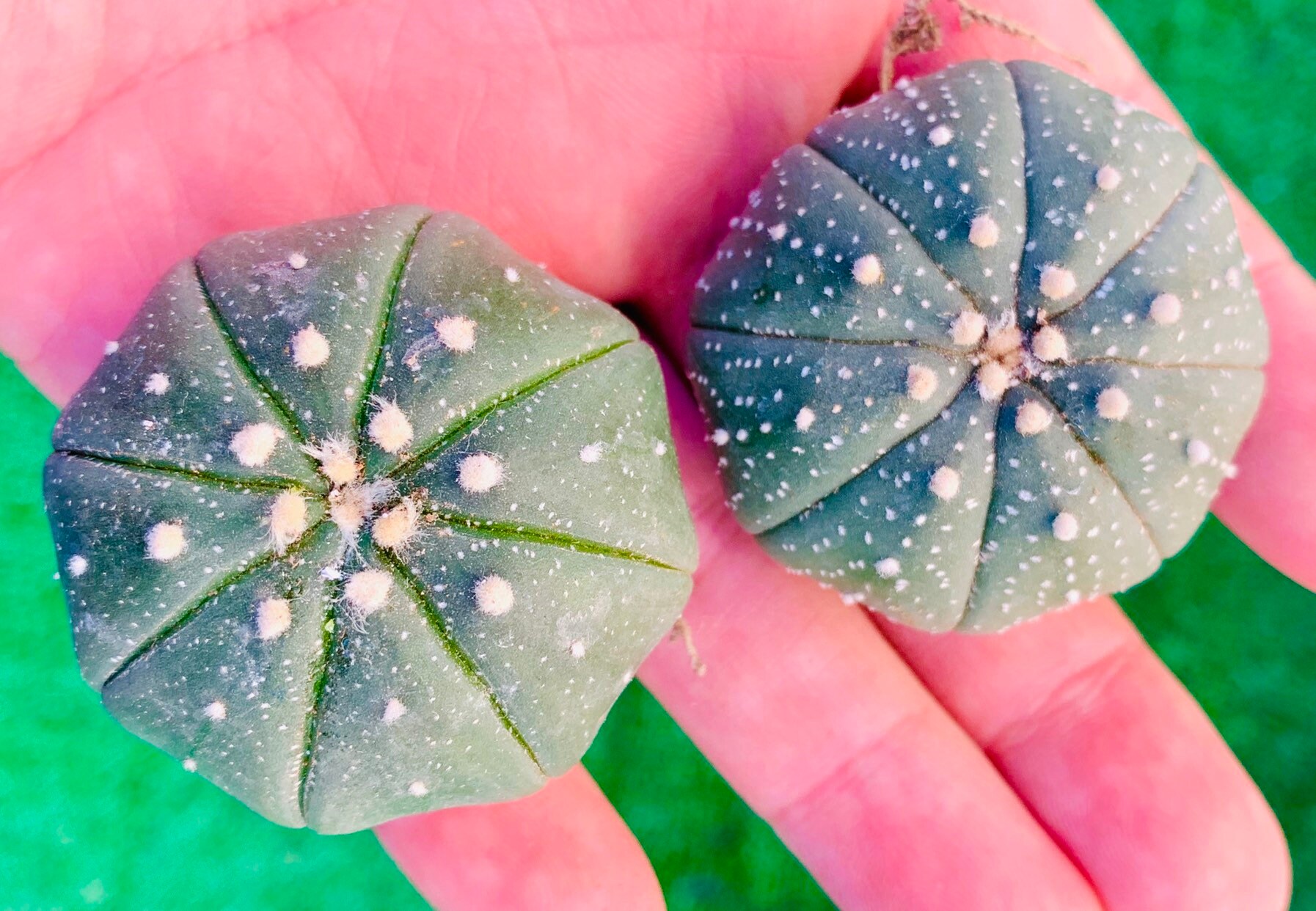 AS110 10 seeds of ASTROPHYTUM asterias nisiki