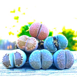 May include: A group of six succulent plants, known as living stones, arranged in a pyramid shape. The plants are a mix of pink, blue, and brown colors with a mottled pattern.