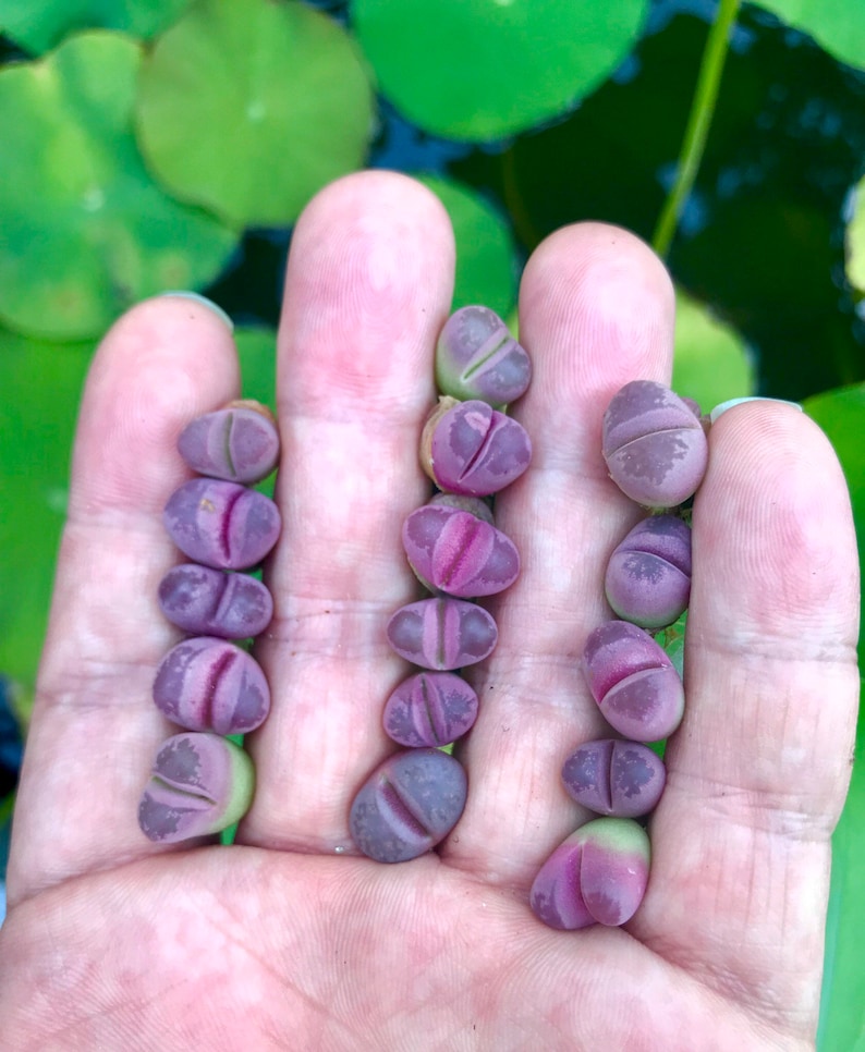 10 Seeds Rare Lithops Optica cv. Rubra / Lithops Living Stone Plant Seeds / Purple Stone Flower Seeds / Split Rock Succulent Seeds image 3