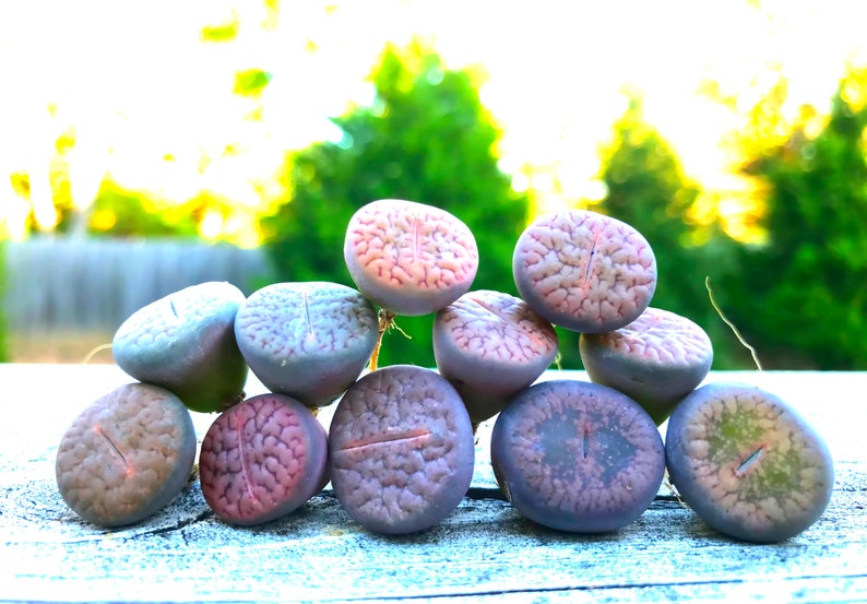 Exotic Lithops Plant / Rare Stone Flower Plant / Medium Lithops Succulent / Lithops Plant with Various Color & Patterns / Sold Individually image 1