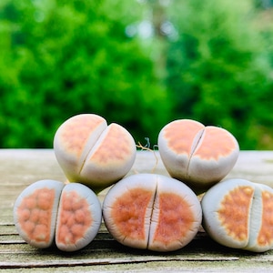Live Exotic Lithops karasmontana ssp. Karasmontana v. Aiaisensis Orange Ice/ 2 Years Old Living Stone Seedling / Lithops Collector Item