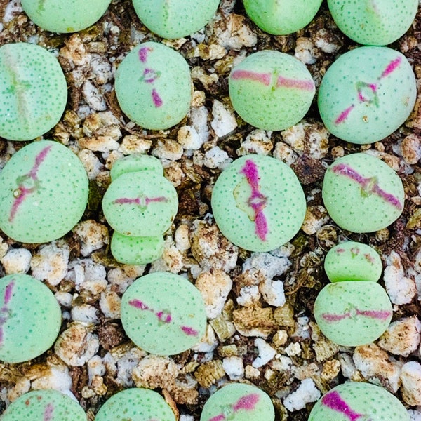 Live Limited Rare Conophytum Bilobum / Lithops Conophytum / Exotic Living Stone Plant / Bilobum Seedlings / Sold Individually