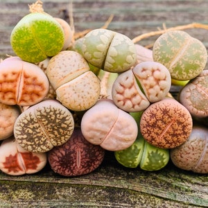 SALE Pack of 10 Live Exotic Baby Lithops / 1-1.5 Year Old Seedlings Perfect for Lithops Starter / Flowering Stone image 2