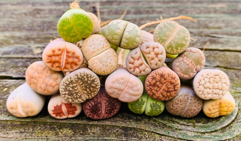 SALE Pack of 10 Live Exotic Baby Lithops / 1-1.5 Year Old Seedlings Perfect for Lithops Starter / Flowering Stone image 2