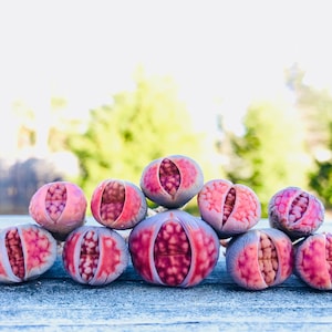 100 Semi Di Lithops Karasmontana 'Red Top' - Piante Grasse 'Pietre Vive', Per Collezionisti - Foto 7