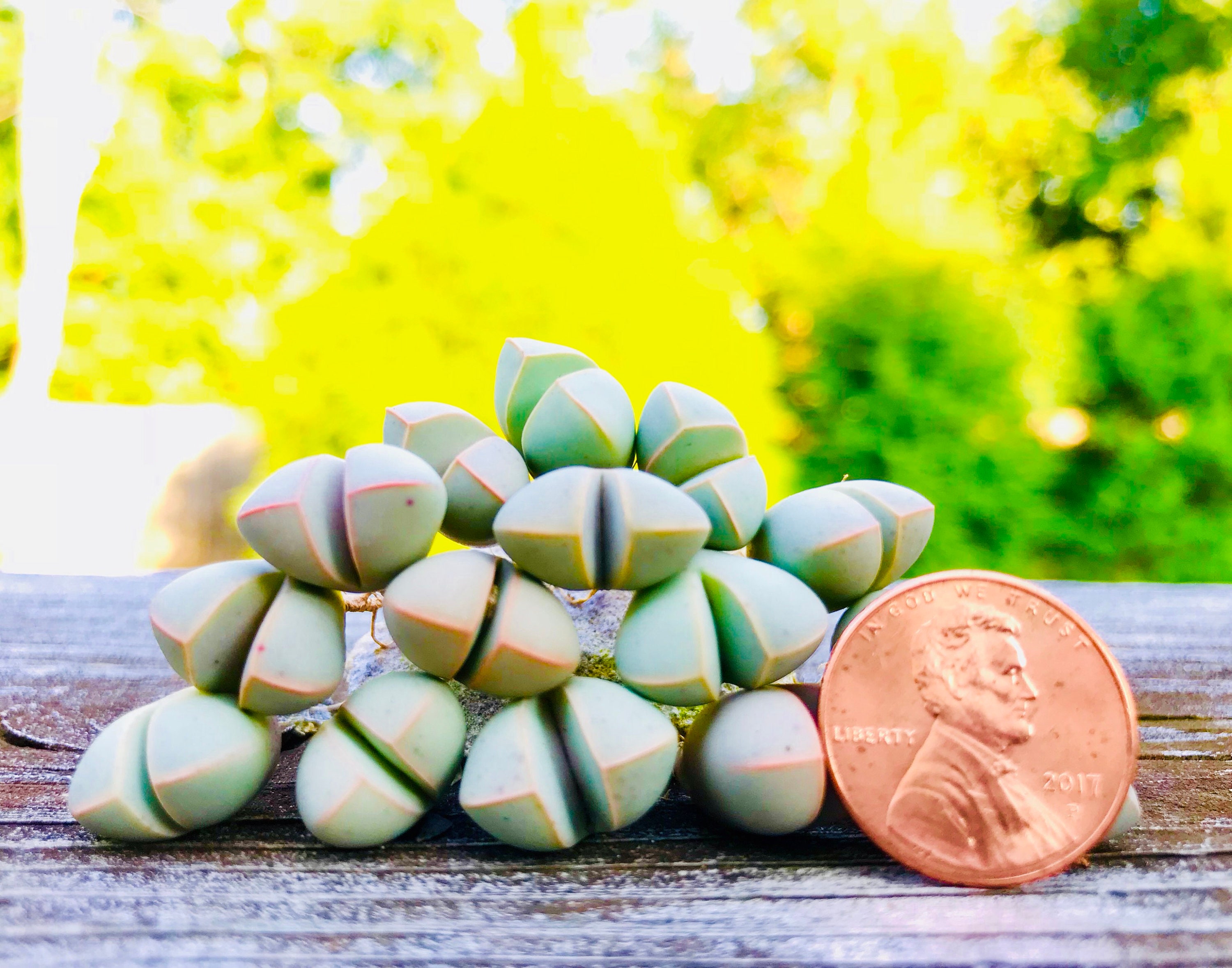 Limited Rare Succulent Lapidaria margaretae / Live Karoo Rose 