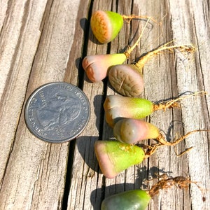 Live Lithops Plant / 2.5 Years Old Seedling Lithops Succulent /Living Stone Plant / Lithops Rock Succulent Plants / Sold Individually image 7