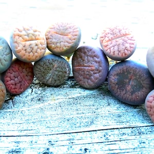 Exotic Lithops Plant / Rare Stone Flower Plant / Medium Lithops Succulent / Lithops Plant with Various Color & Patterns / Sold Individually image 2