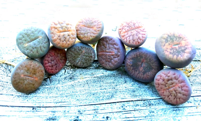 Exotic Lithops Plant / Rare Stone Flower Plant / Medium Lithops Succulent / Lithops Plant with Various Color & Patterns / Sold Individually image 2