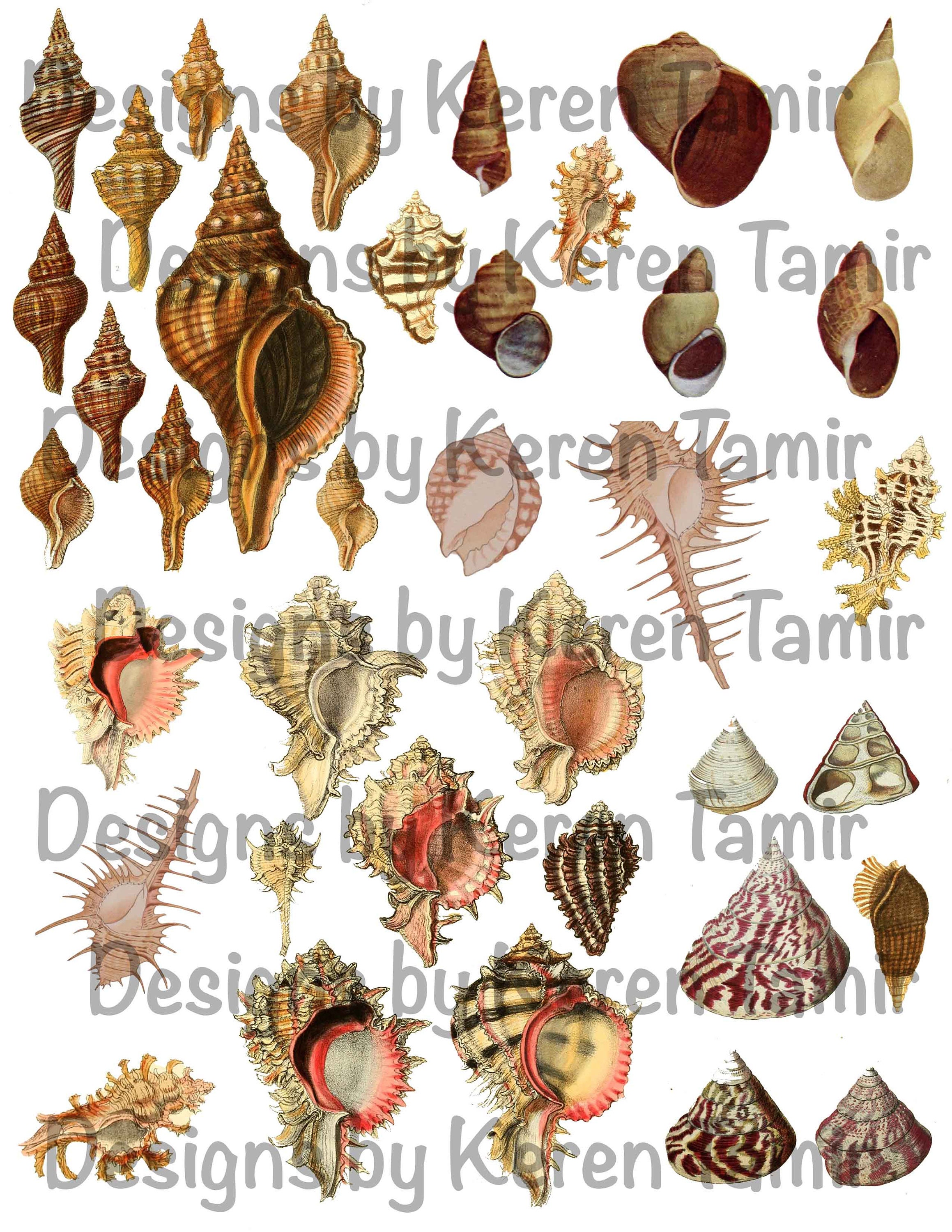 Shell Realistic Printable Shell Illustrations- Printable Ephemera - Etsy