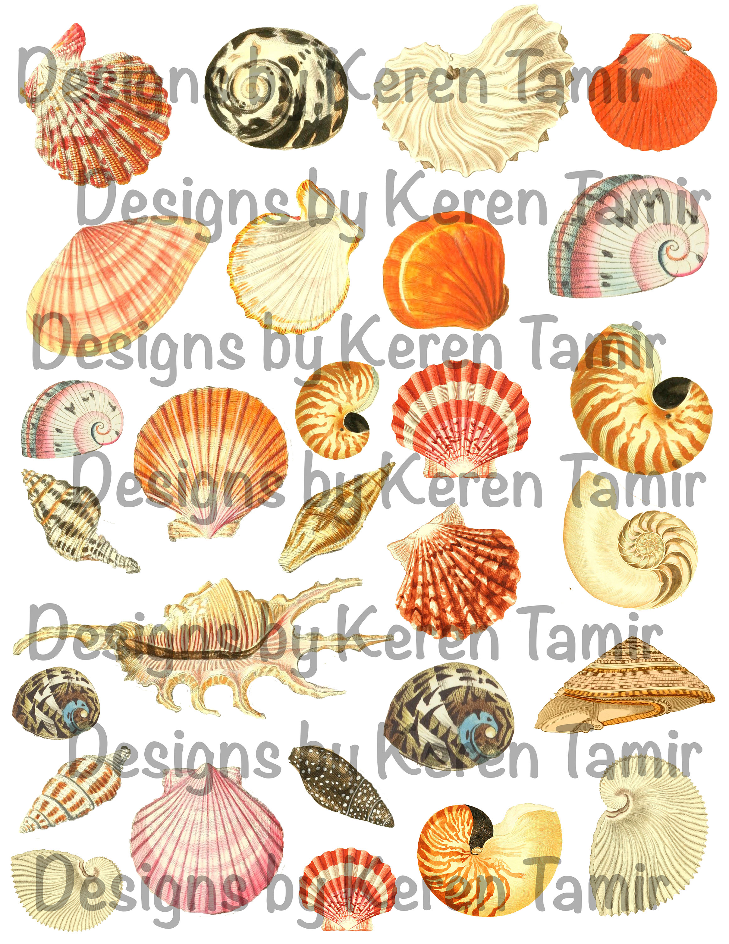 Shell Realistic Printable Shell Illustrations- Printable Ephemera - Etsy