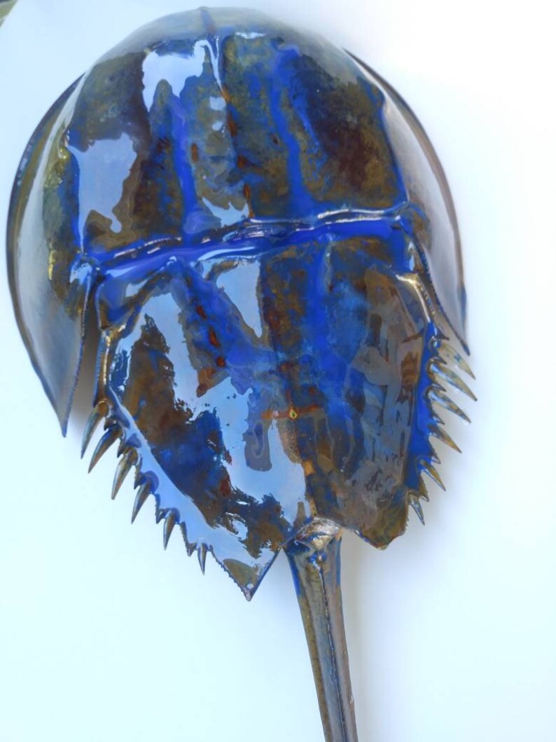 Large Horseshoe Crab Hanging Wall Decor Sea Life Nautical Etsy Israel