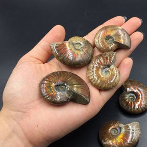 May include: A collection of six iridescent fossilized ammonites in various shades of brown, orange, and gold. The ammonites are arranged on a hand, showcasing their intricate spiral patterns and natural beauty.
