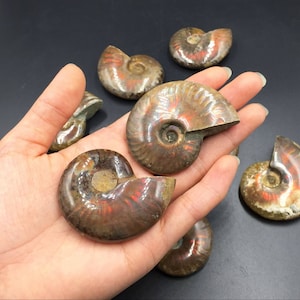 生のアンモナイト アンモライト化石 虹色の虹色オパールアンモナイト