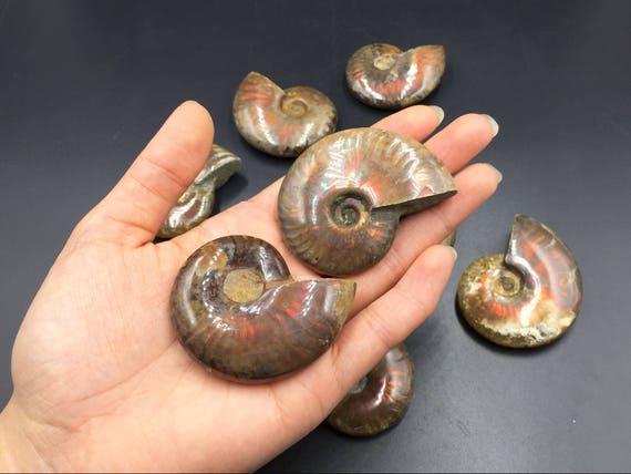 生のアンモナイト アンモライト化石 虹色の虹色オパールアンモナイト