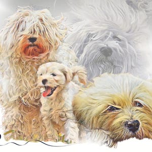 Ursprung - Tibet Terrier im alten Typ