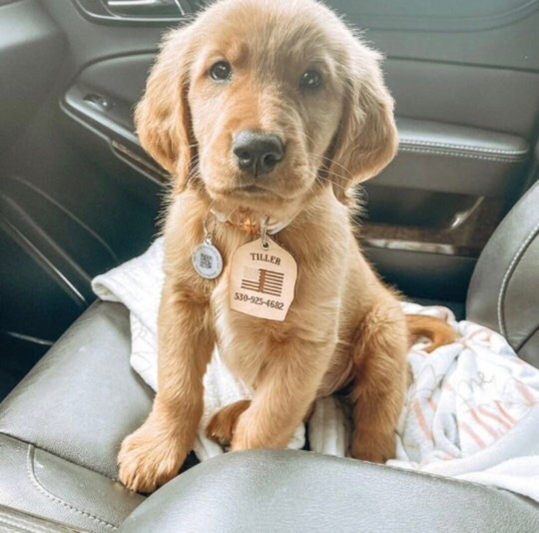 Leather Dog Tag, Dog Collar, Personalized Dog Tag, Leather Tag, Public