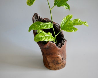 Vase hollow tree trunk, wooden vase from Australia