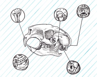 Istrice cranio disegno tassonomisti - 9 "x 8"