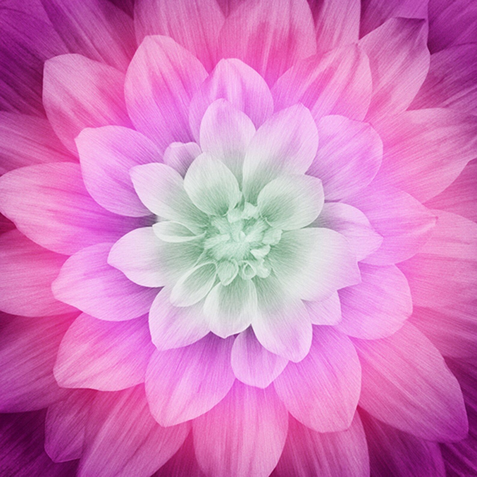 Dream Big Flower 44 x 44 Digital Panel Hoffman Etsy