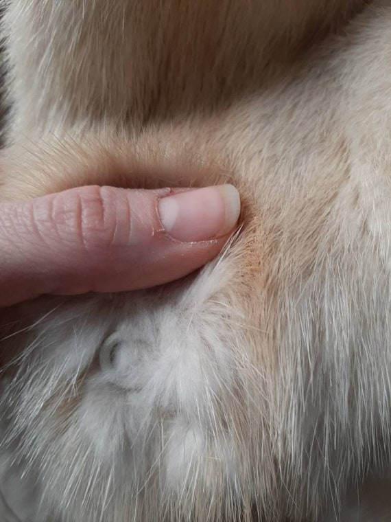 Small (UK8-10) Blonde Mink Fur Coat. Warm Winter … - image 10