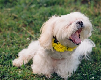 Pray for Ukraine!puppy Mars from Ukraine. "JPG"5521X3681 Instant Download media file