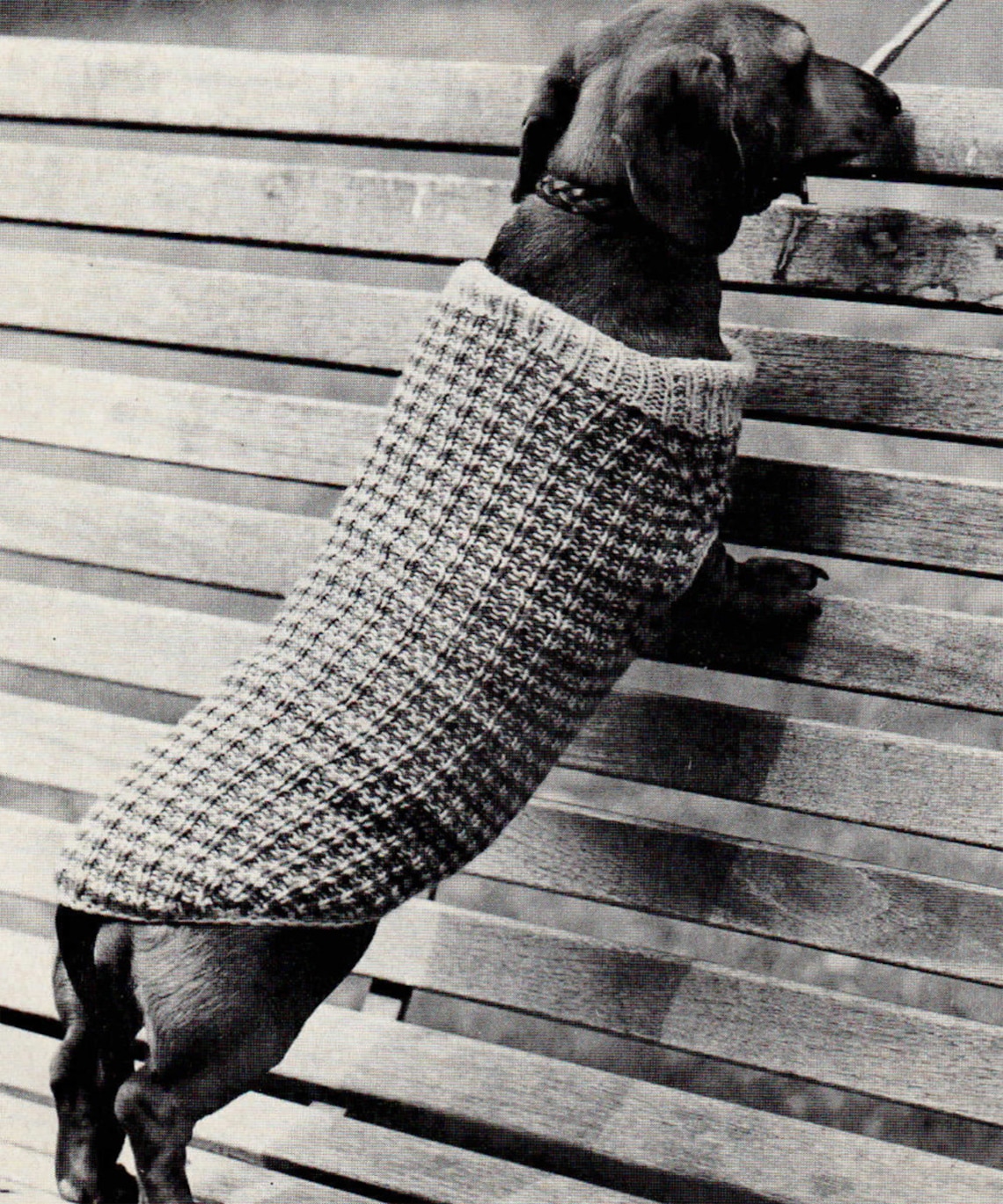 PDF Knitting Pattern Sausage Dog Knitted Winter Coat Pattern Etsy