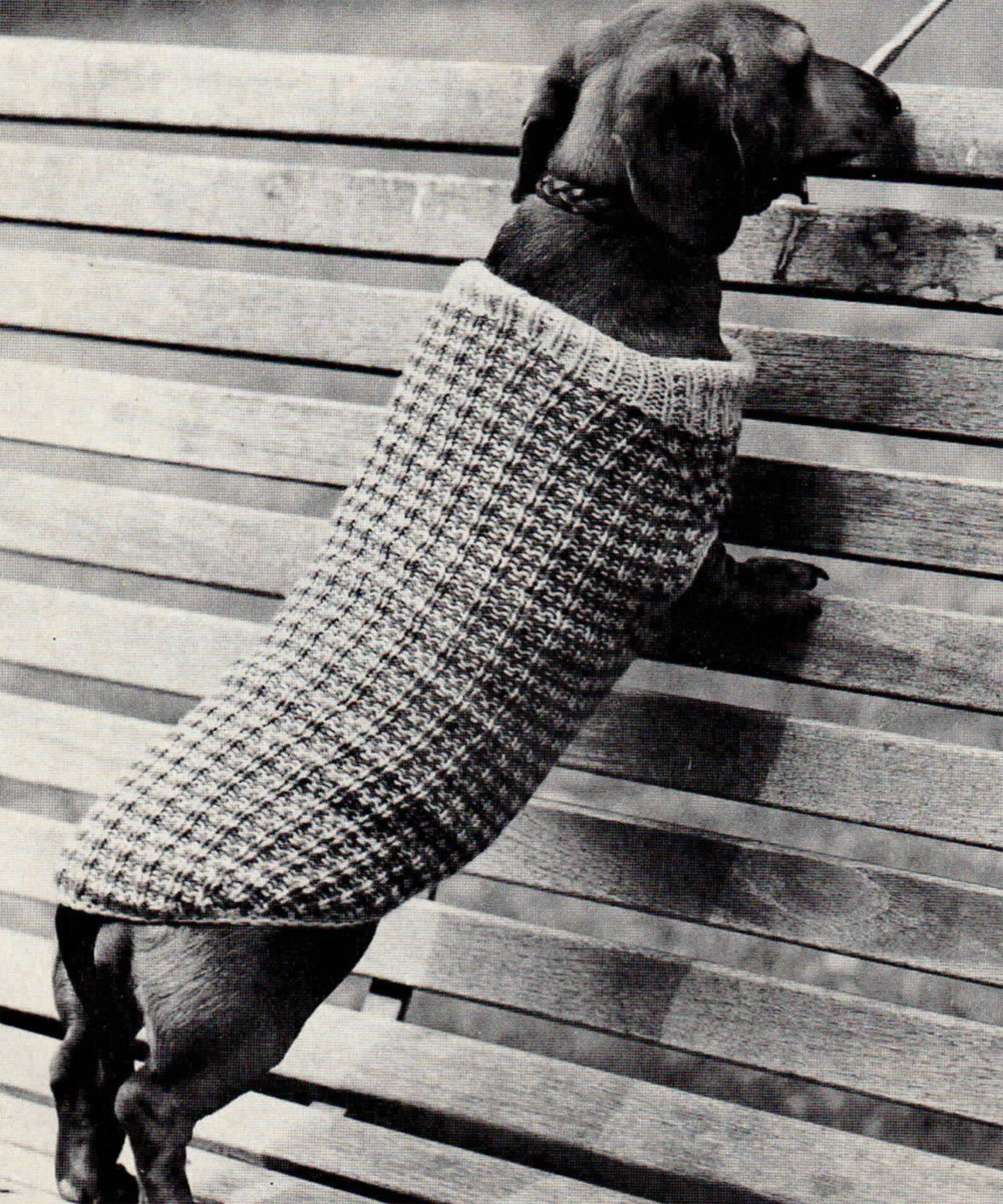 PDF Knitting Pattern Sausage Dog Knitted Winter Coat Pattern Etsy UK