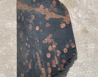 Lapidary Peanut Obsidian Rock Slab PO5